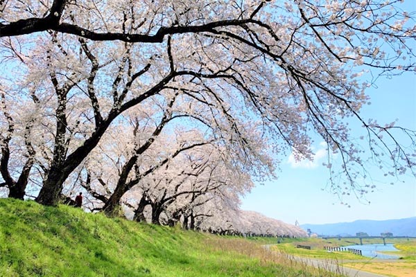 【福井市のシンボル】足羽川桜並木を次世代へつないでいきたい！