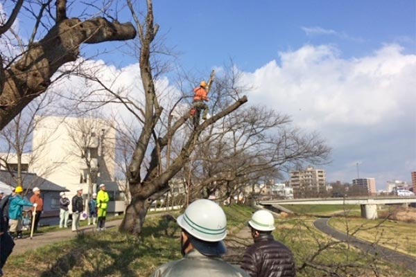 足羽川桜並木を次世代へつないでいくための取り組み