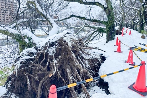足羽川桜並木が衰退してきています