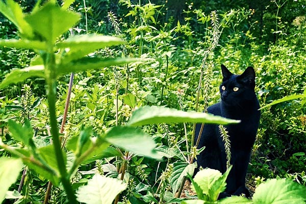みんなの力で守れる猫の命がある～人と猫が共生できるまちを目指して～「TNR応援プロジェクト」もう不幸な命を増やさない！