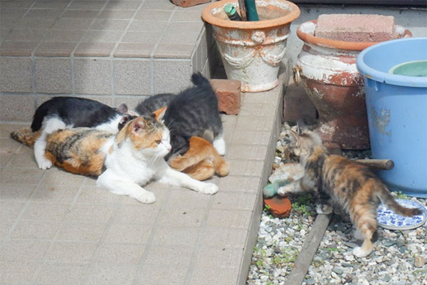 猫の増加