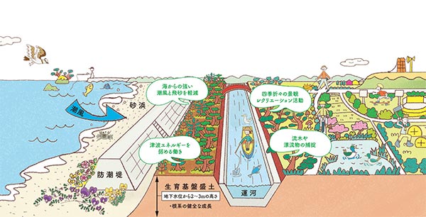 海岸防災林の役割