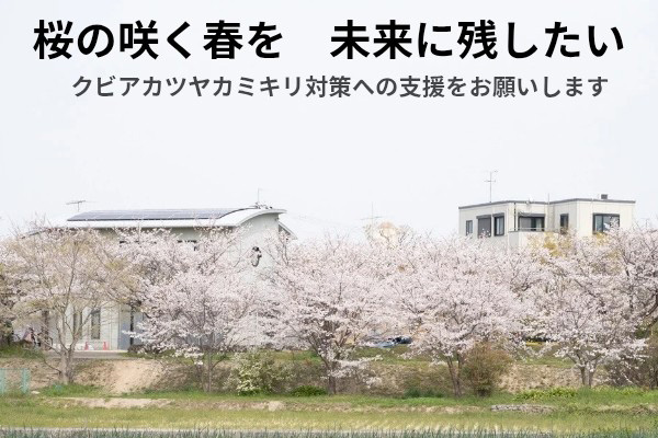 桜の咲く春を未来に残したい―クビアカツヤカミキリ対策への支援をお願いします―
