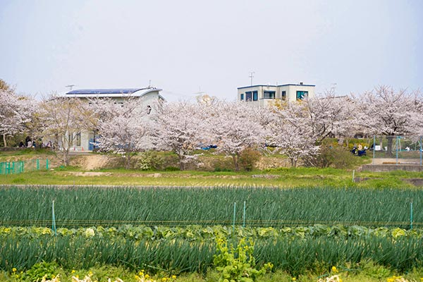 桜の咲く春を未来に残したい―クビアカツヤカミキリ対策への支援をお願いします―