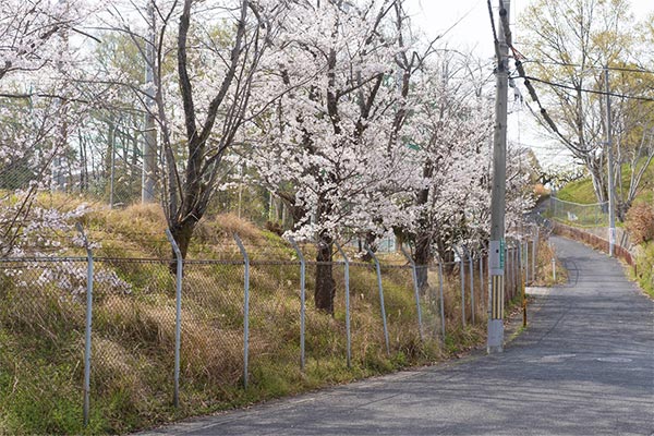 河内長野市の取り組み