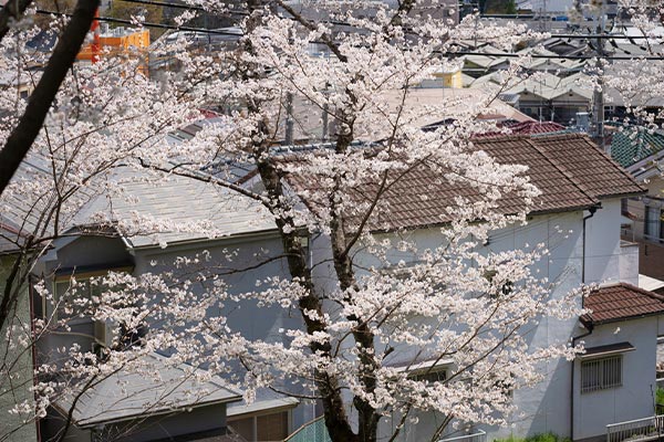 クビアカツヤカミキリを防除して、「桜がある日常」を守るために。