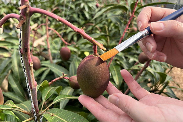 ハケで枯れた花びらを取り除く作業