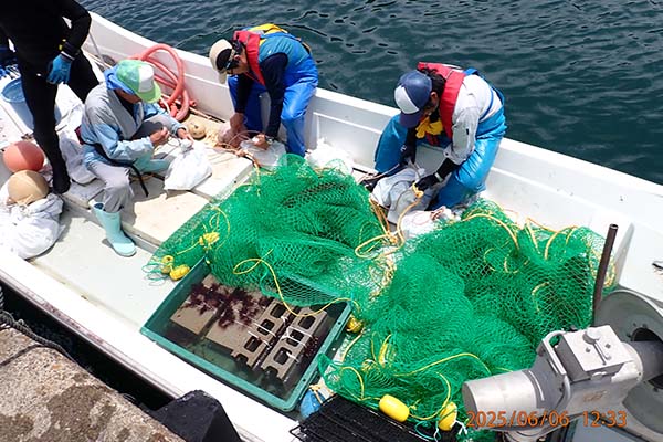 ⑩母藻設置のようす