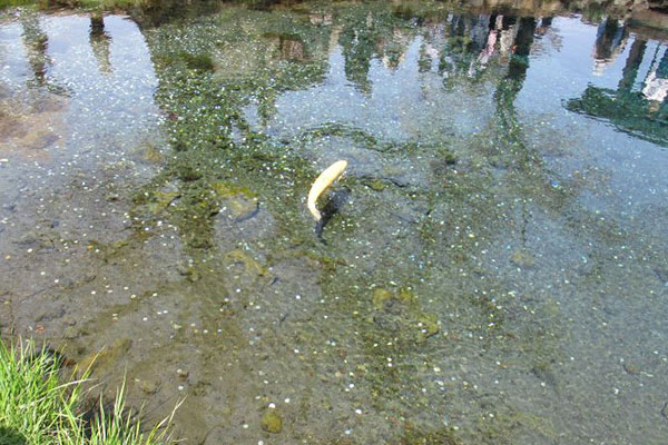忍野八海とは?