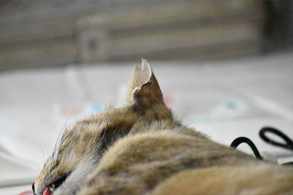 飼い主のいない猫が生きている環境
