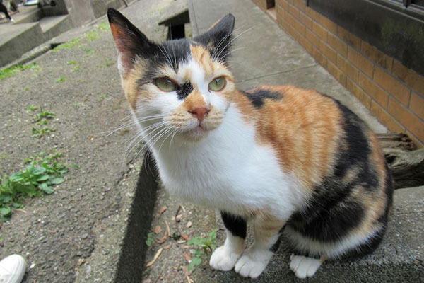 飼い主のいない猫が生きている環境