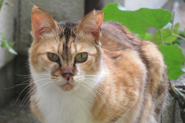 飼い主のいない猫が生きている環境