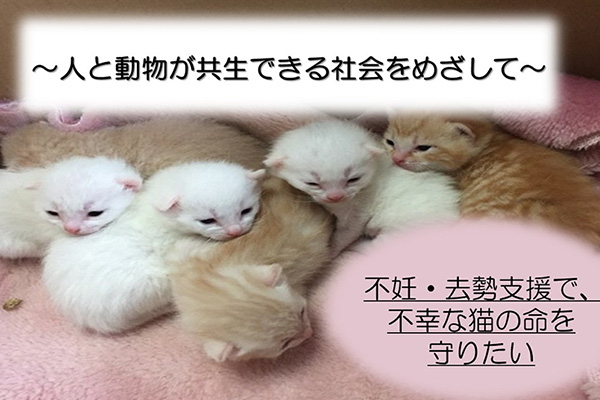 住民を協働！猫の不妊・去勢支援で、不幸な猫の命を守りたい～人と動物が共生できる社会をめざして～