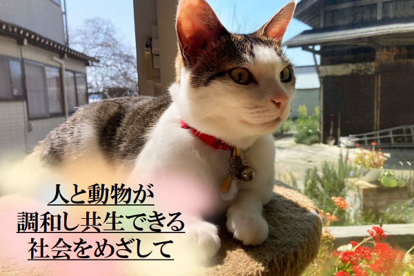 住民を協働！猫の不妊・去勢支援で、不幸な猫の命を守りたい～人と動物が共生できる社会をめざして～