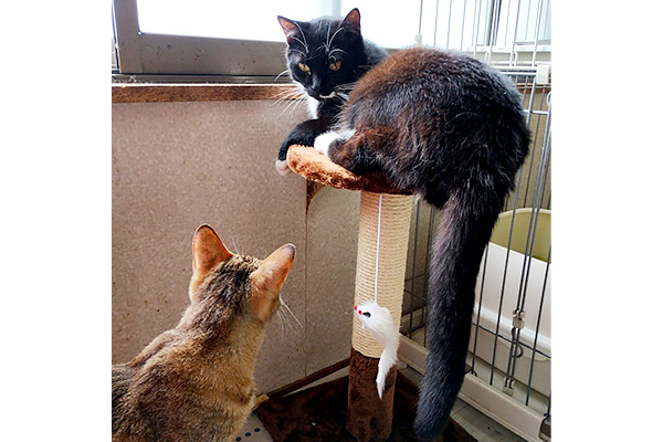 動物との共存をめざす 山形県遊佐町