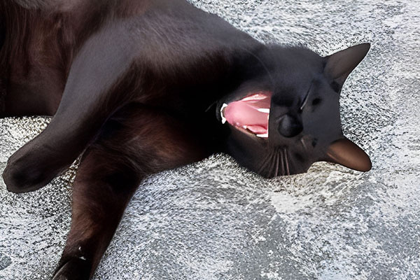 動物との共存をめざす　山形県遊佐町
