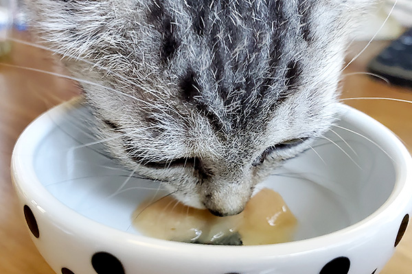動物との共存をめざす 山形県遊佐町