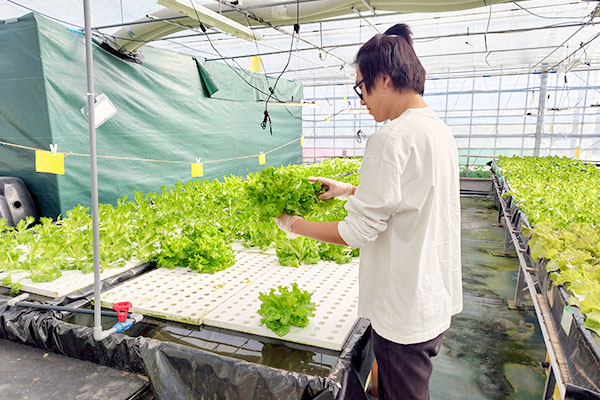 野菜の栽培の様子