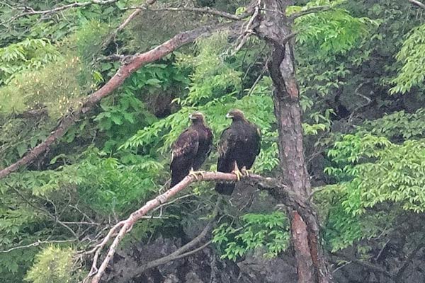 東近江に再びイヌワシを呼び戻すプロジェクト協議会