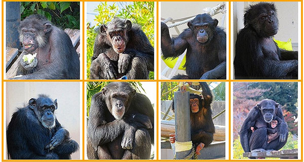 チンパンジーメンバー紹介