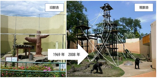 新・旧チンパンジー舎