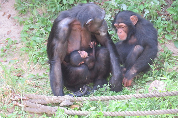 フクとジュウザとチヨ