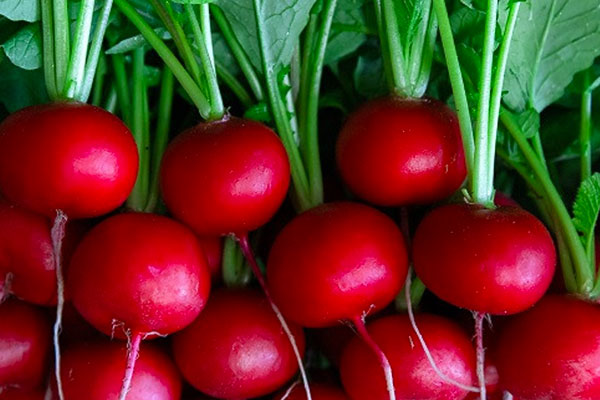 京丹波町の新たな特産野菜京丹波ラディッシュ増産に向けたハウス整備事業