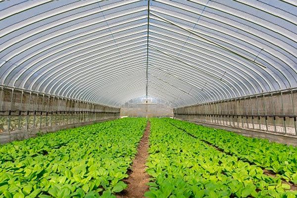 京丹波ラディッシュ