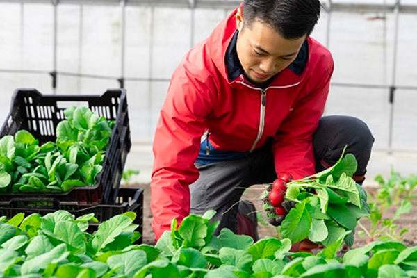 京丹波ラディッシュ