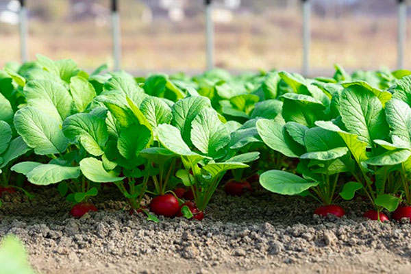 京丹波ラディッシュ