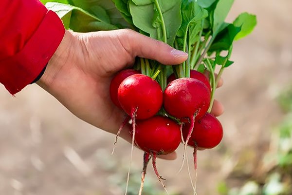 京丹波ラディッシュ