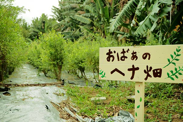 天然ヘナを未来へ。石垣島で安心して使えるヘナを作り続けるために持続的な生産に挑むプロジェクト