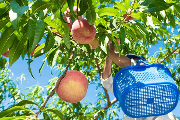 挑戦：あなたのご支援が、紀の川の桃畑に希望を実らせます