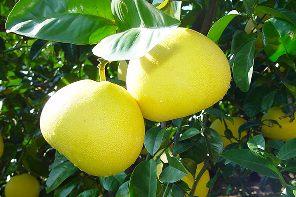 阿久根市特産品「ボンタン」