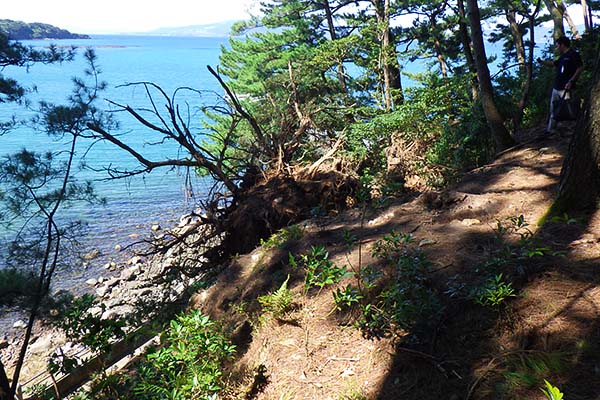 台風による倒木
