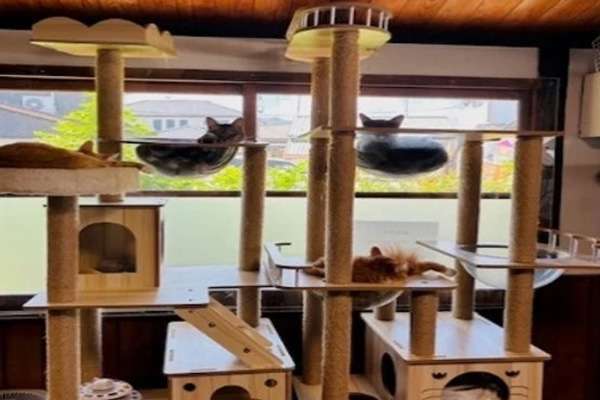 保護猫カフェ画像2