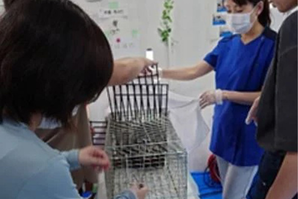 避妊・去勢手術実績項目画像