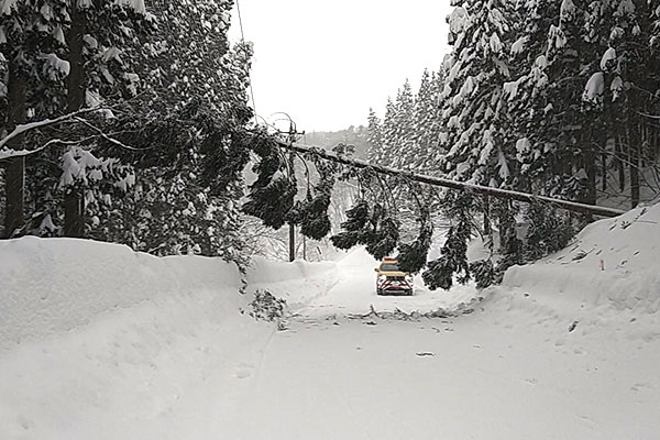 中村長平線倒木